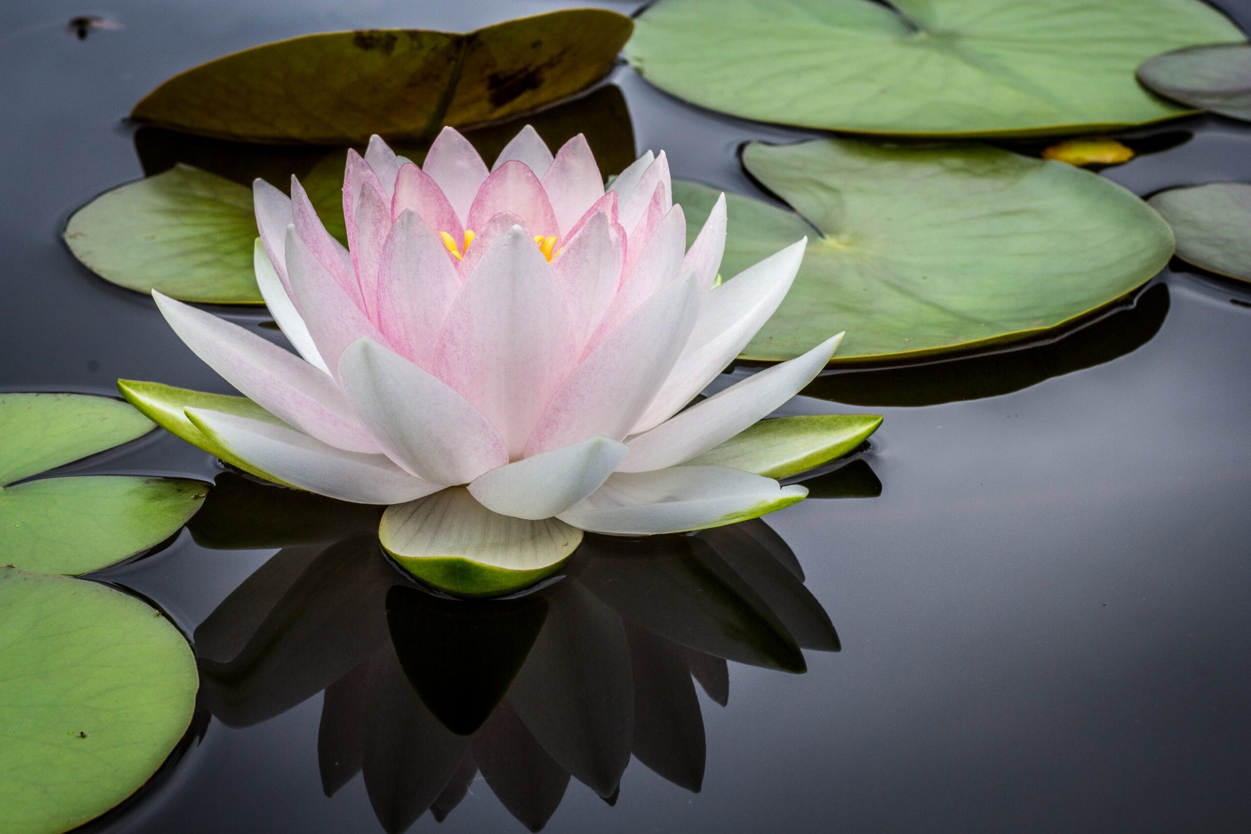 ONLINE: Uvodno predavanje o tehnici Transcendentalne meditacije